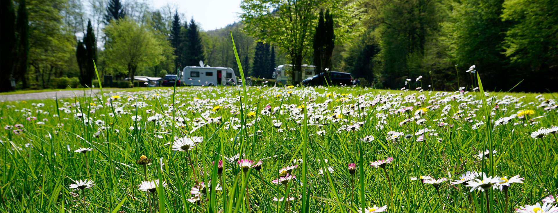Wiese mit Wohnwagen Odenwald-Camping-Park